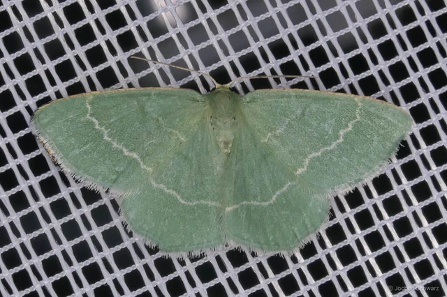 Chlorissa cloraria - sárgászöld araszoló
