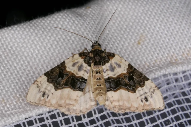 Cosmorhoe ocellata - szemes galajaraszoló