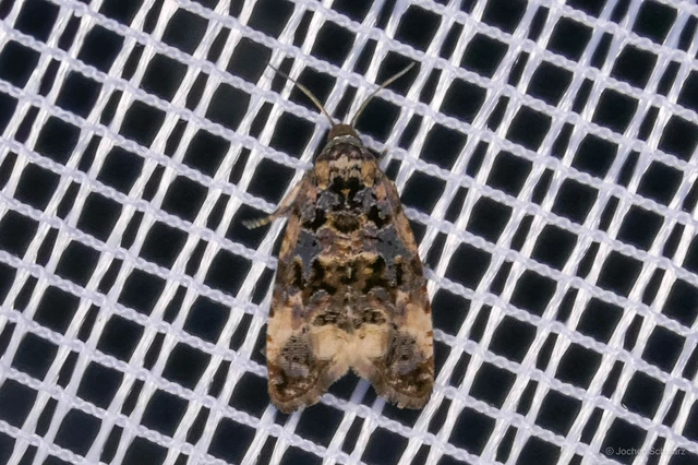 Endothenia