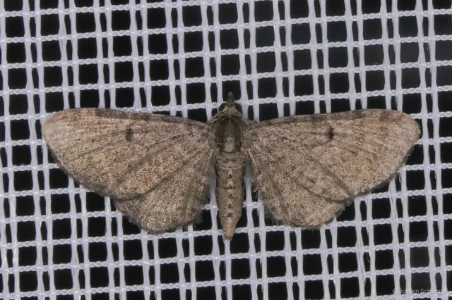 Eupithecia selinata - lápi törpearaszoló