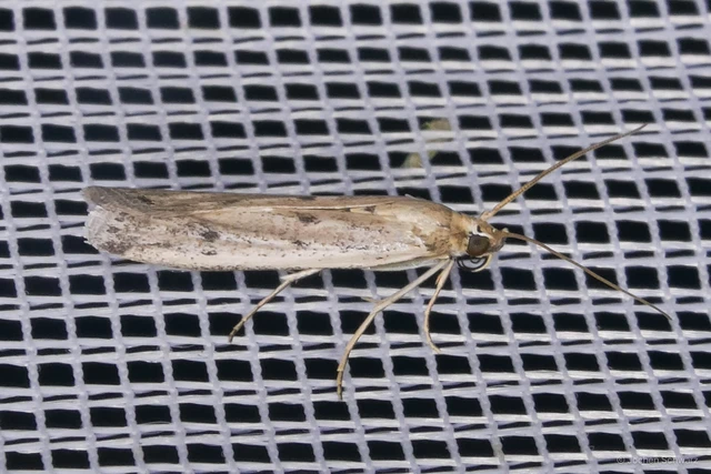 Homoeosoma nebulella - napraforgómoly