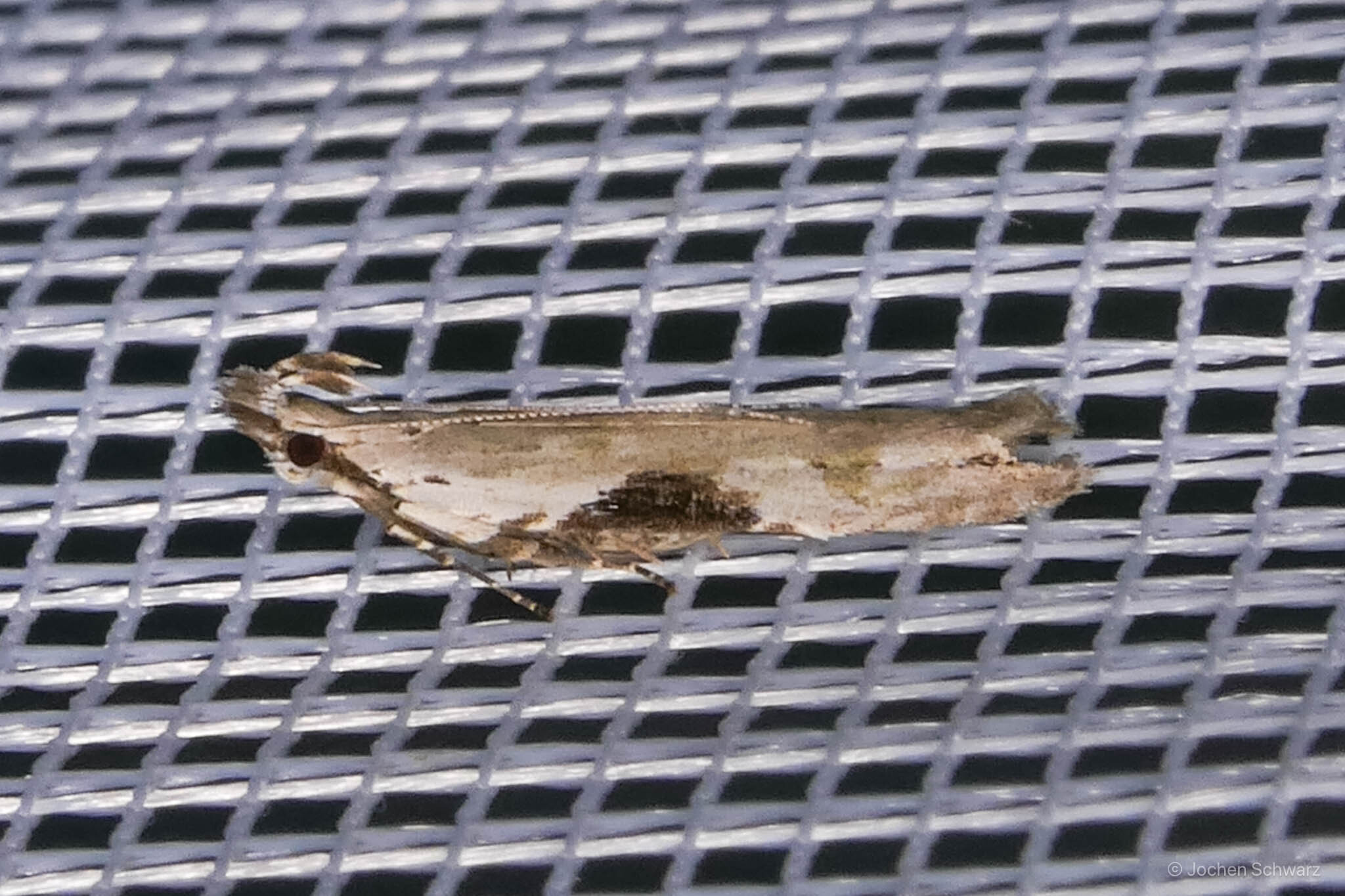 Hypatima rhomboidella - levélhajtó sarlósmoly