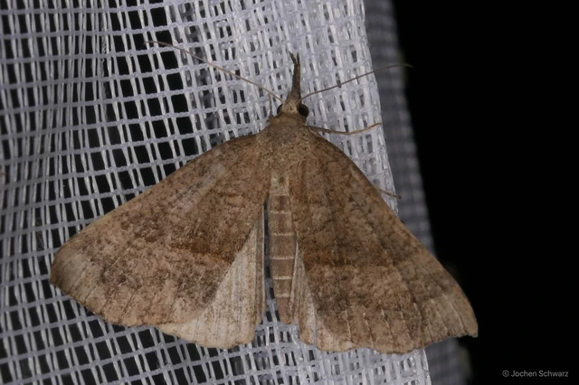 Hypena proboscidalis - ormányos karcsúbagoly