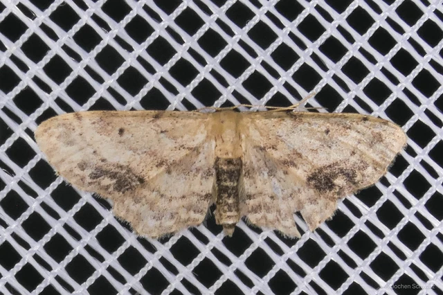 Idaea dimidiata - gyakori apróaraszoló