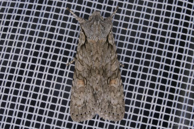 Lithophane ornitopus - közönséges fabagoly
