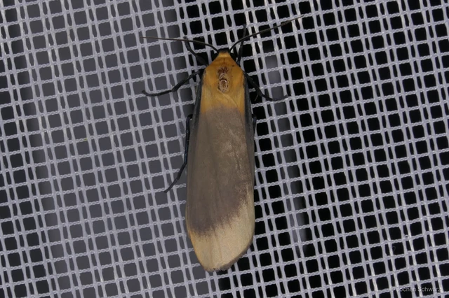 Lithosia quadra - négypettyes zuzmószövő