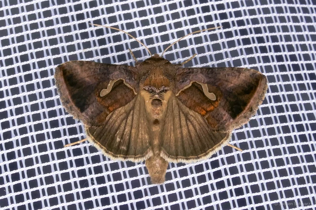 Macdunnoughia confusa - cseppfoltos ezüstbagoly