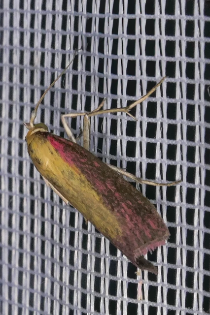 Oncocera semirubella - lucernamoly