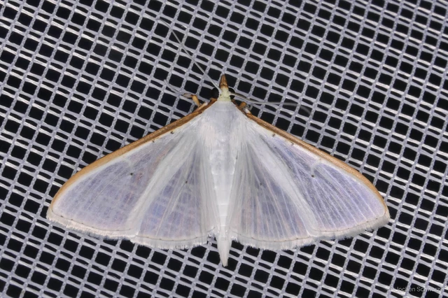Palpita vitrealis - hófehér tűzmoly