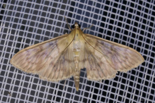 Patania ruralis - csalánevő tűzmoly