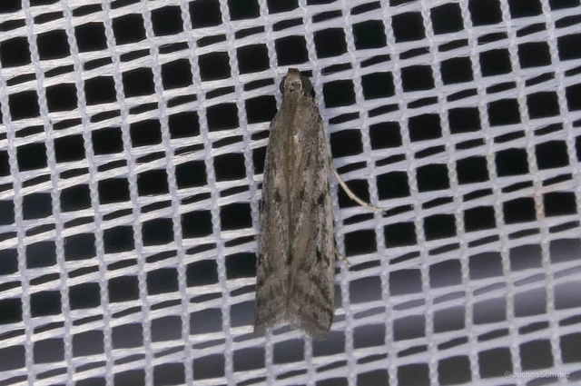 Phycitodes albatella - csenevész karcsúmoly