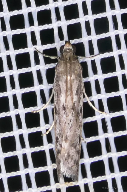 Phycitodes