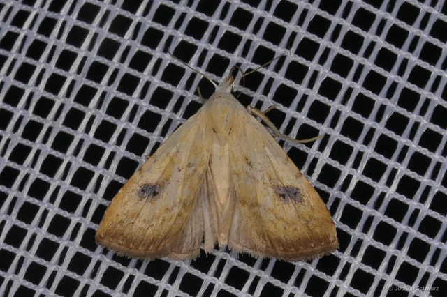 Rivula sericealis - selymes lórombagoly