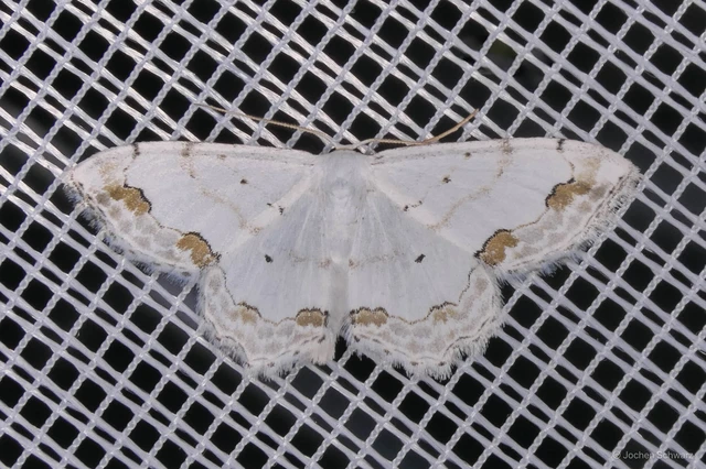 Scopula ornata - díszes fehéraraszoló
