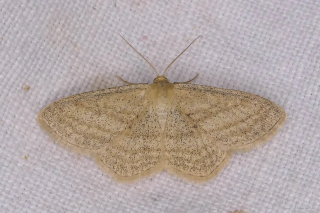 Scopula virgulata - vesszős sávosaraszoló