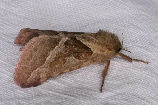 Triodia sylvina - kis gyökérrágólepke