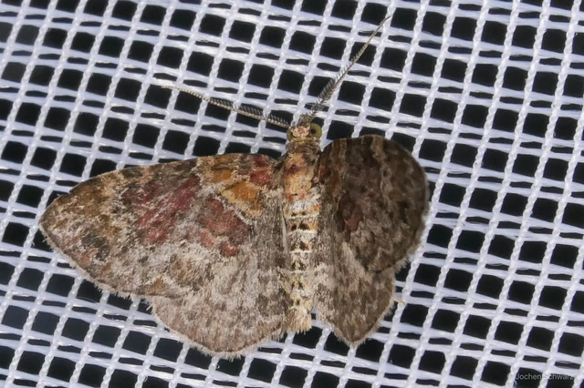 Xanthorhoe spadicearia - sávos tarkaaraszoló