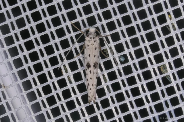 Yponomeuta plumbella - pókhálós bengemoly