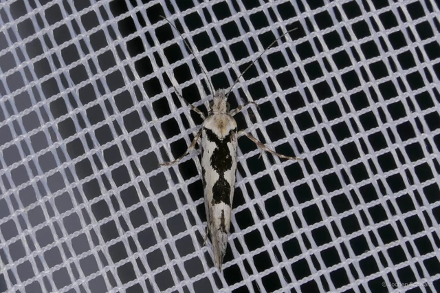Ypsolopha sequella - ligeti tarkamoly