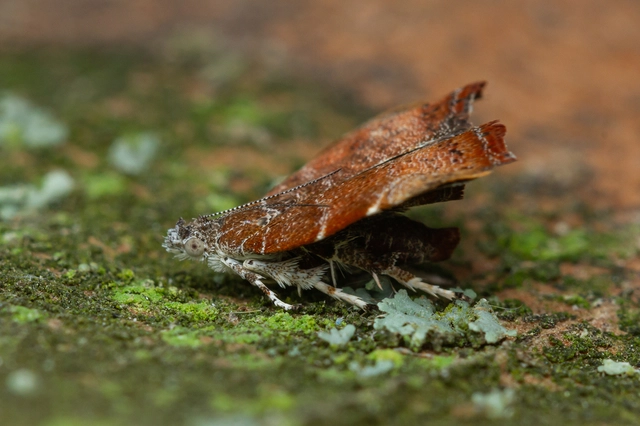 Choreutis nemorana - füge-levélmoly