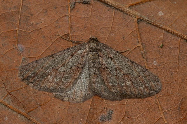 Agriopis bajaria - kökény-téliaraszoló