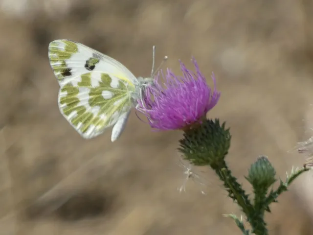 Pontia edusa - rezedalepke