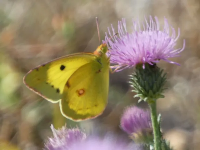 Colias erate - csángó-kéneslepke