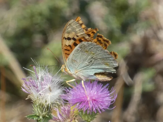 Argynnis pandora - zöldes gyöngyházlepke