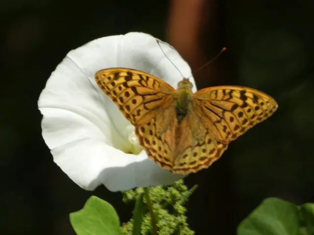 Argynnis pandora - zöldes gyöngyházlepke
