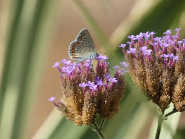 Polyommatus icarus - közönséges boglárka