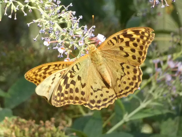 Argynnis pandora - zöldes gyöngyházlepke