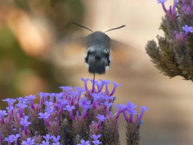 Macroglossum stellatarum - kacsafarkú szender