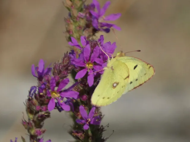 Colias erate - csángó-kéneslepke