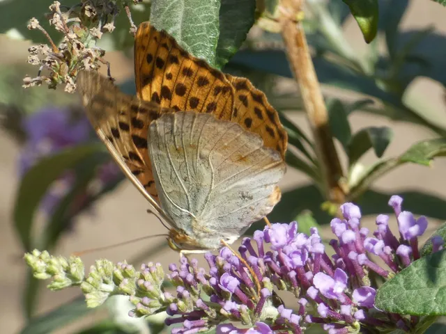 Argynnis pandora - zöldes gyöngyházlepke
