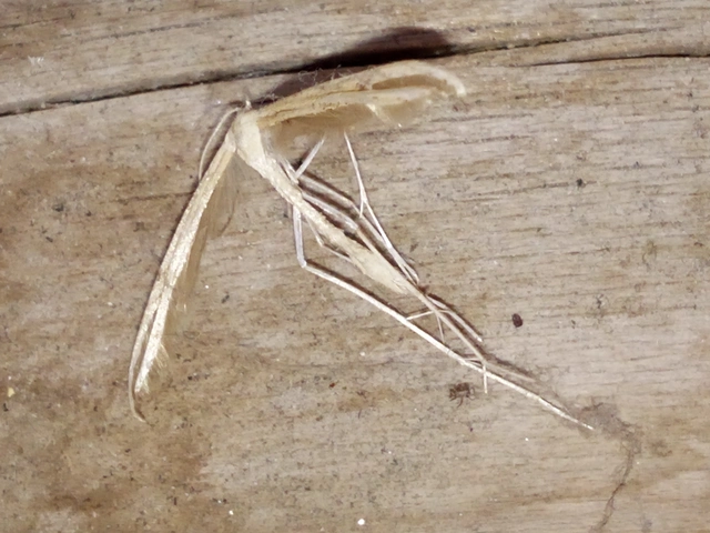 Pterophoridae - tollasmolyfélék