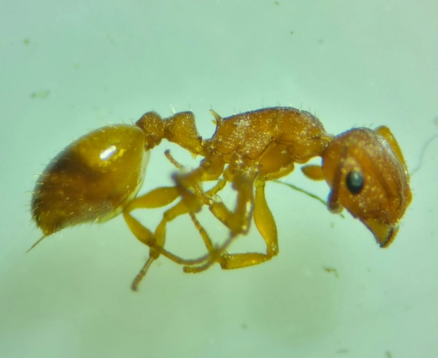 Temnothorax turcicus - sárga kéreghangya