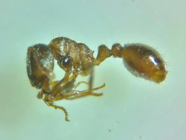 Tetramorium ferox - orosz gyepihangya