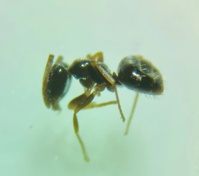 Plagiolepis pygmaea - lapos törpehangya