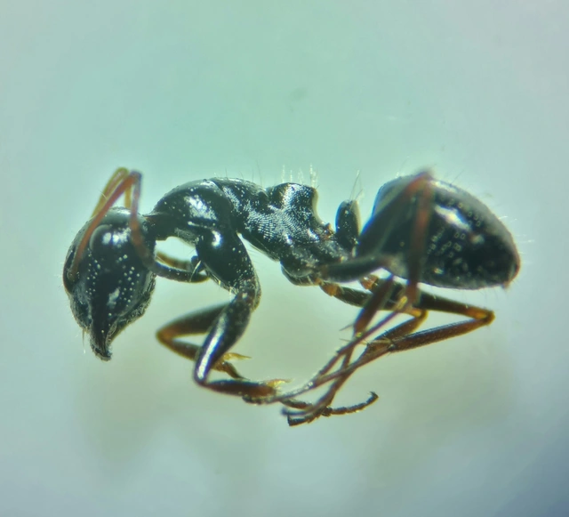 Camponotus piceus - szurkos lóhangya