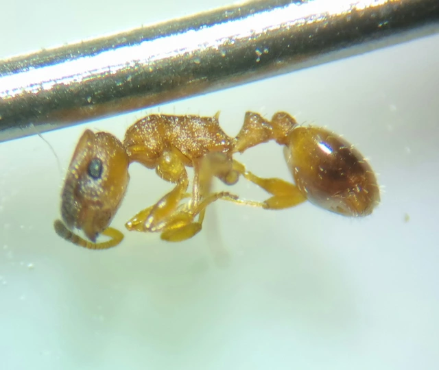 Temnothorax unifasciatus - gyűrűs kéreghangya