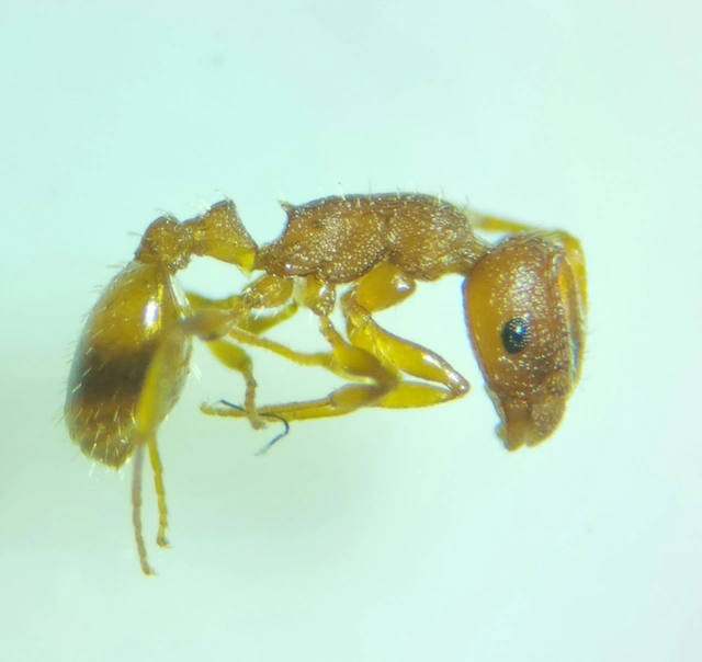 Temnothorax unifasciatus - gyűrűs kéreghangya