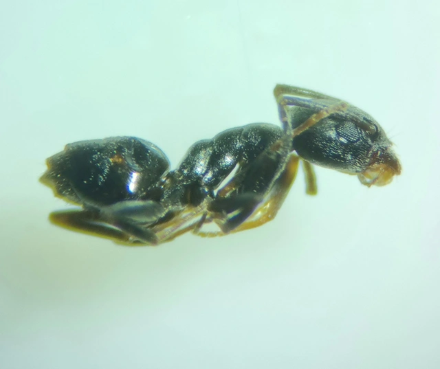 Tapinoma erraticum - kóborhangya