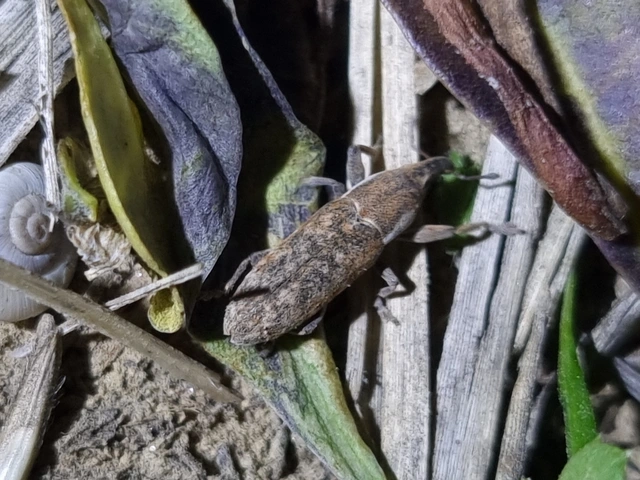 Lixus vilis - gémorr-dudvabarkó