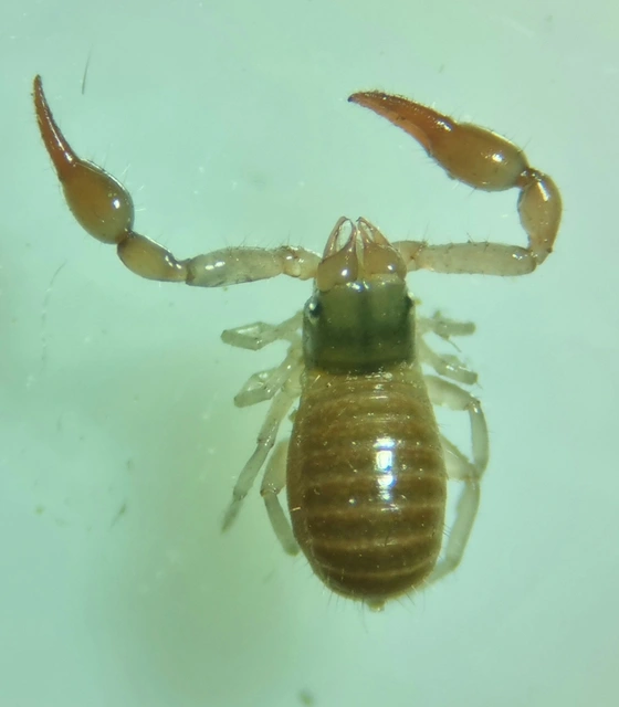 Pseudoscorpionida - Álskorpiók