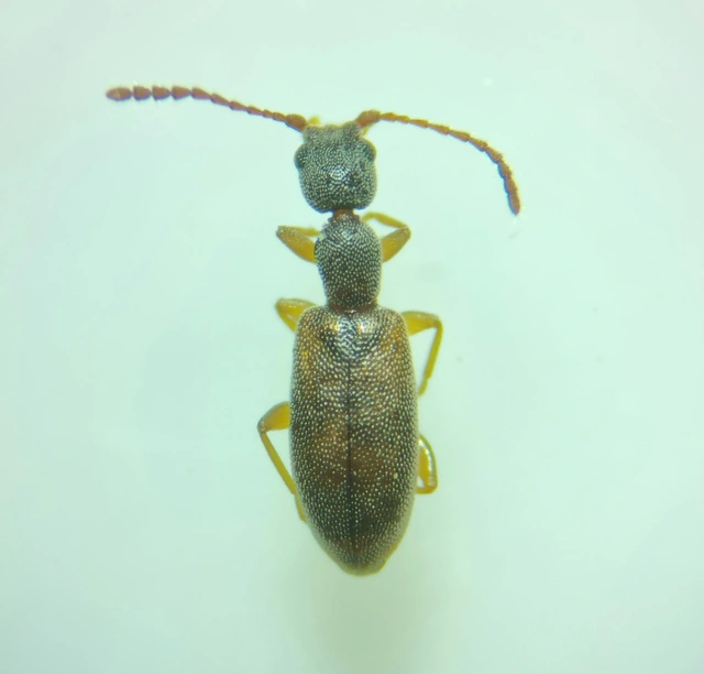 Endomia tenuicollis - keskenynyakú fürgebogár
