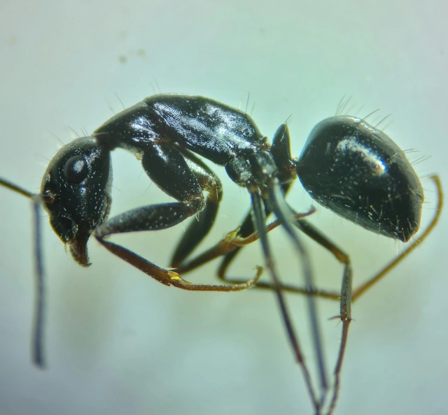 Camponotus aethiops - szőrös lóhangya