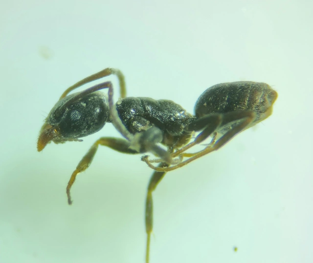 Tapinoma erraticum - kóborhangya