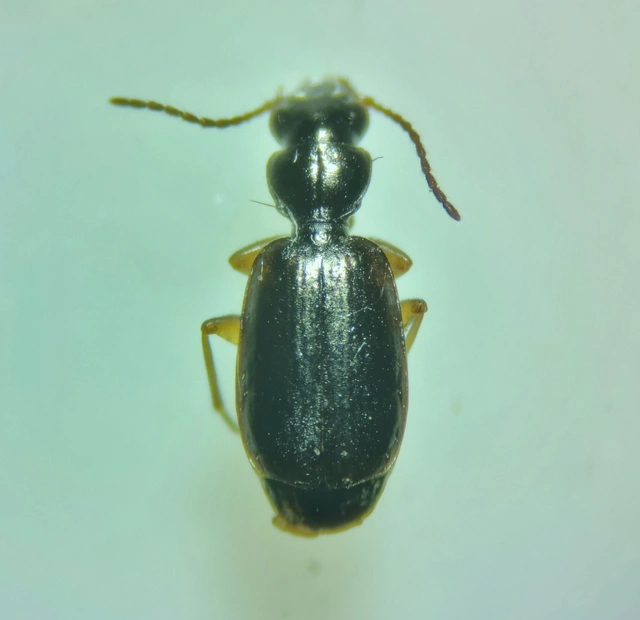 Syntomus pallipes - sárgalábú gyökérfutó
