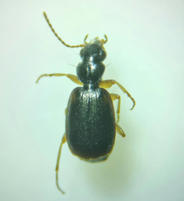 Syntomus pallipes - sárgalábú gyökérfutó