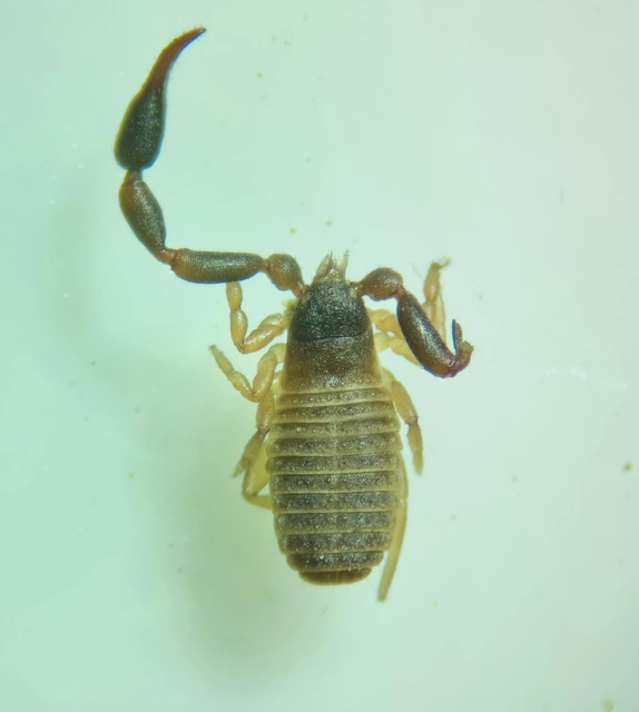 Pseudoscorpionida - Álskorpiók